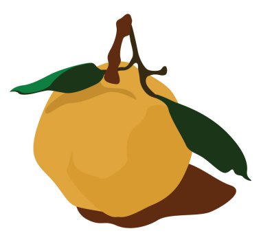 Taze ayva, illüstrasyon, beyaz arkaplanda vektör.