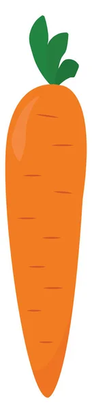 Свежая Морковь Иллюстрация Вектор Белом Фоне — стоковый вектор