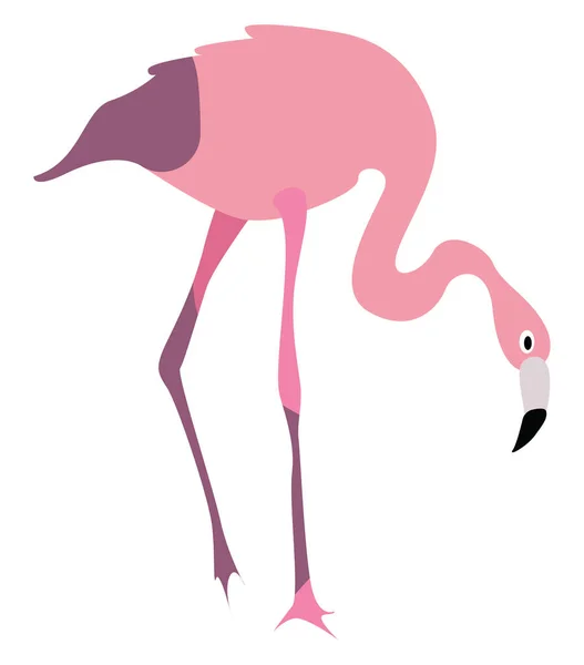フラミンゴの鳥イラスト白い背景のベクター — ストックベクタ