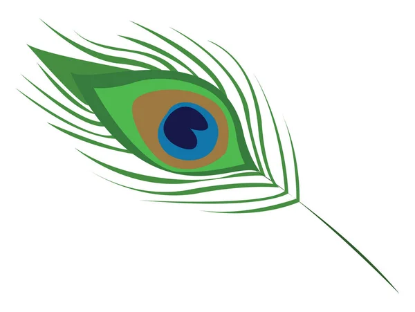 Peacock Featheer Ilustración Vector Sobre Fondo Blanco — Archivo Imágenes Vectoriales