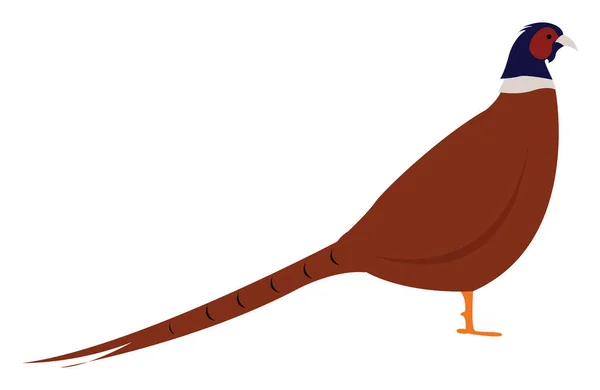 Pheasant Bird Illustration Vector White Background — Stock Vector