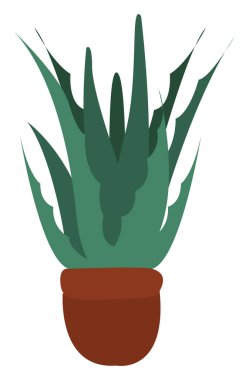 Aloe vera, illüstrasyon, beyaz arkaplan üzerindeki vektör.