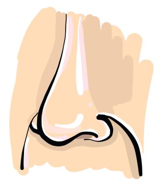 Ön burun, illüstrasyon, beyaz arkaplan üzerindeki vektör.