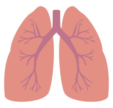 Beyaz arka planda insan akciğerleri, illüstrasyon, vektör.