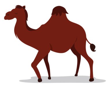 Bir hörgüçlü deve, illüstrasyon, beyaz arkaplanda vektör.