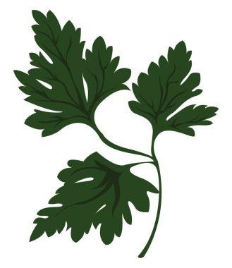 Yeşil maydanoz, illüstrasyon, beyaz arkaplanda vektör.