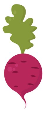 Pembe turp, illüstrasyon, beyaz arka plan vektör.