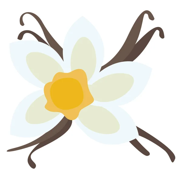 Βανίλια Λουλούδι Εικονογράφηση Διάνυσμα Λευκό Φόντο — Διανυσματικό Αρχείο