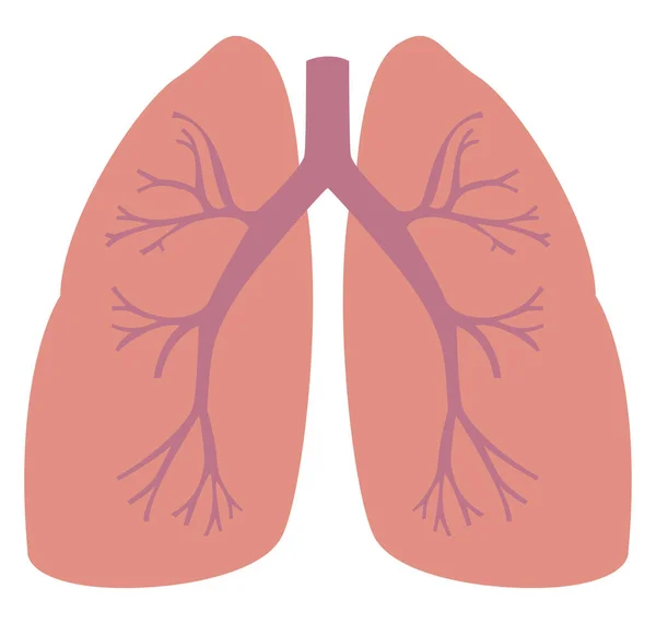 Pulmones Humanos Ilustración Vector Sobre Fondo Blanco — Archivo Imágenes Vectoriales