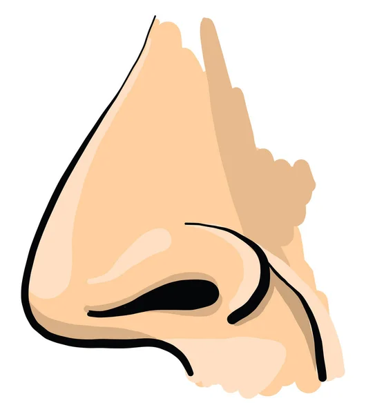 人間の鼻 イラスト 白い背景のベクトル — ストックベクタ