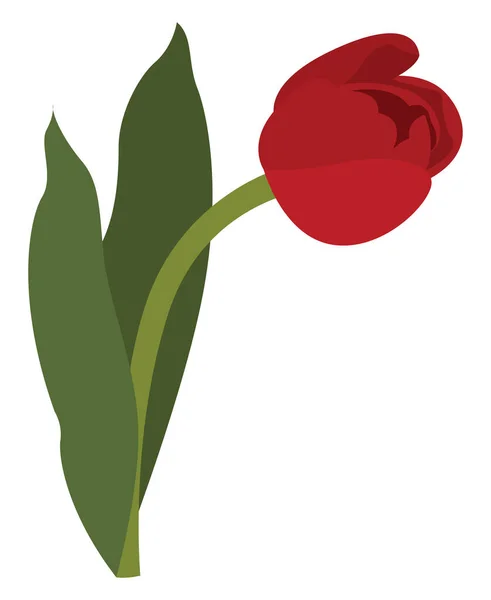 Tulipán Rojo Ilustración Vector Sobre Fondo Blanco — Vector de stock