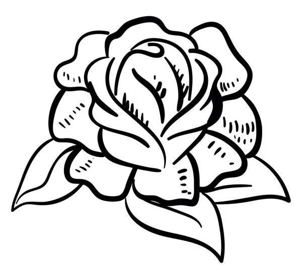 バラの描画 イラスト 白い背景のベクトル — ストックベクタ