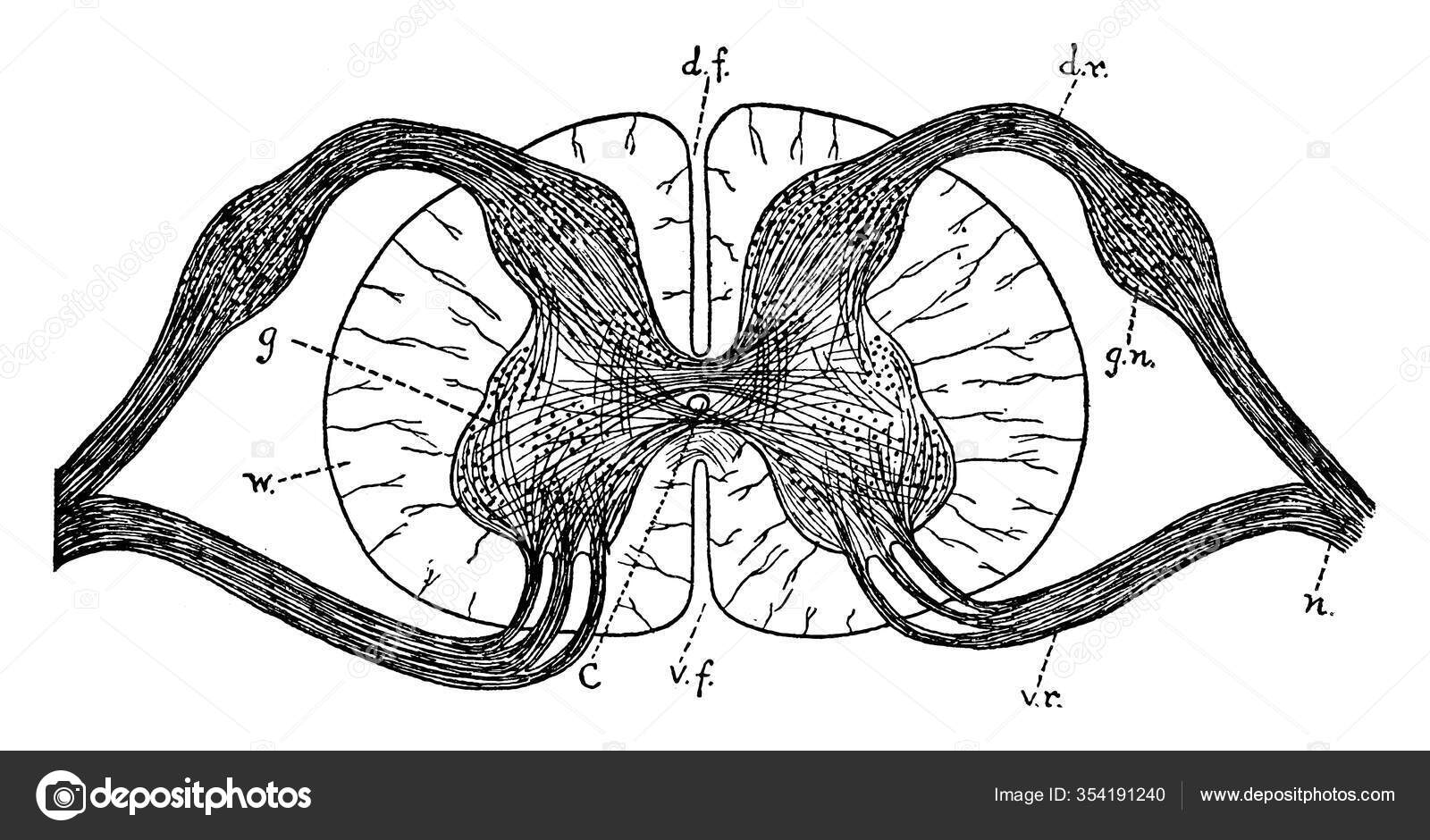 Illustration de Schéma D