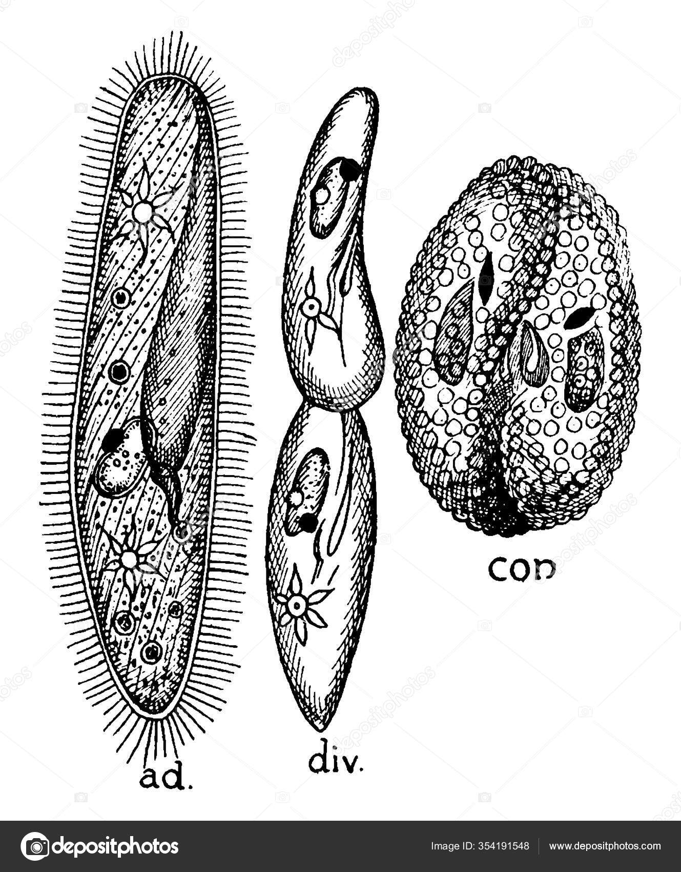 20 Paramecia-stockillustrasjoner | DepositPhotos, image size:1329x1700
