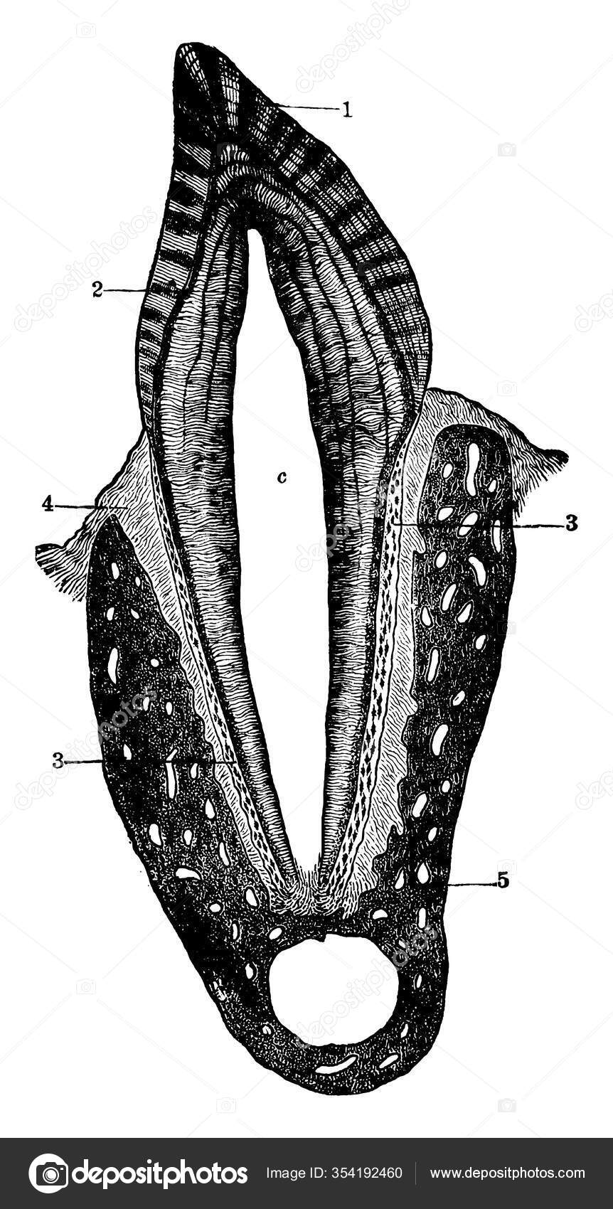 Cross Section Human Tooth Which Includes Enamel Dentine Pulp Cavity Vector Image By C Morphart Vector Stock 354192460