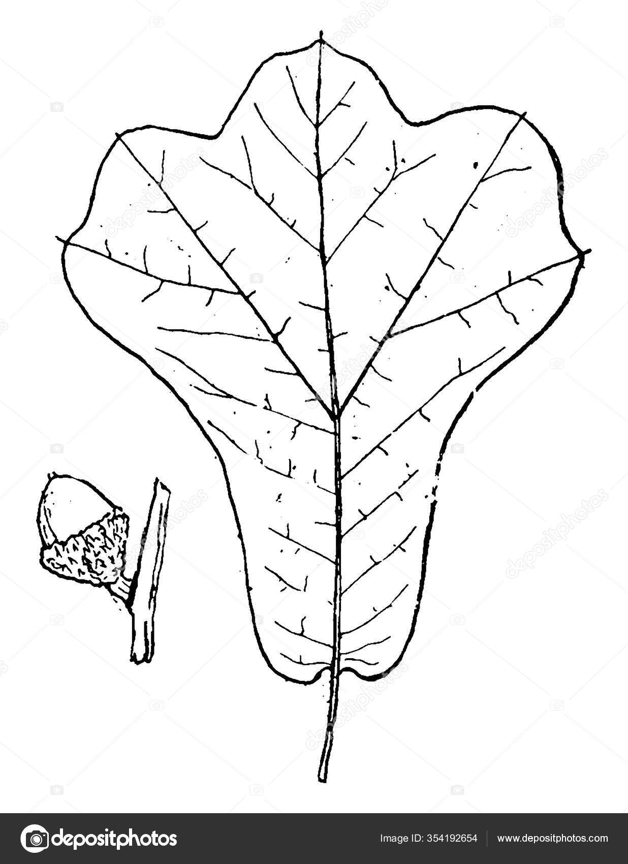 Koakストックベクター ロイヤリティフリーkoakイラスト Depositphotos