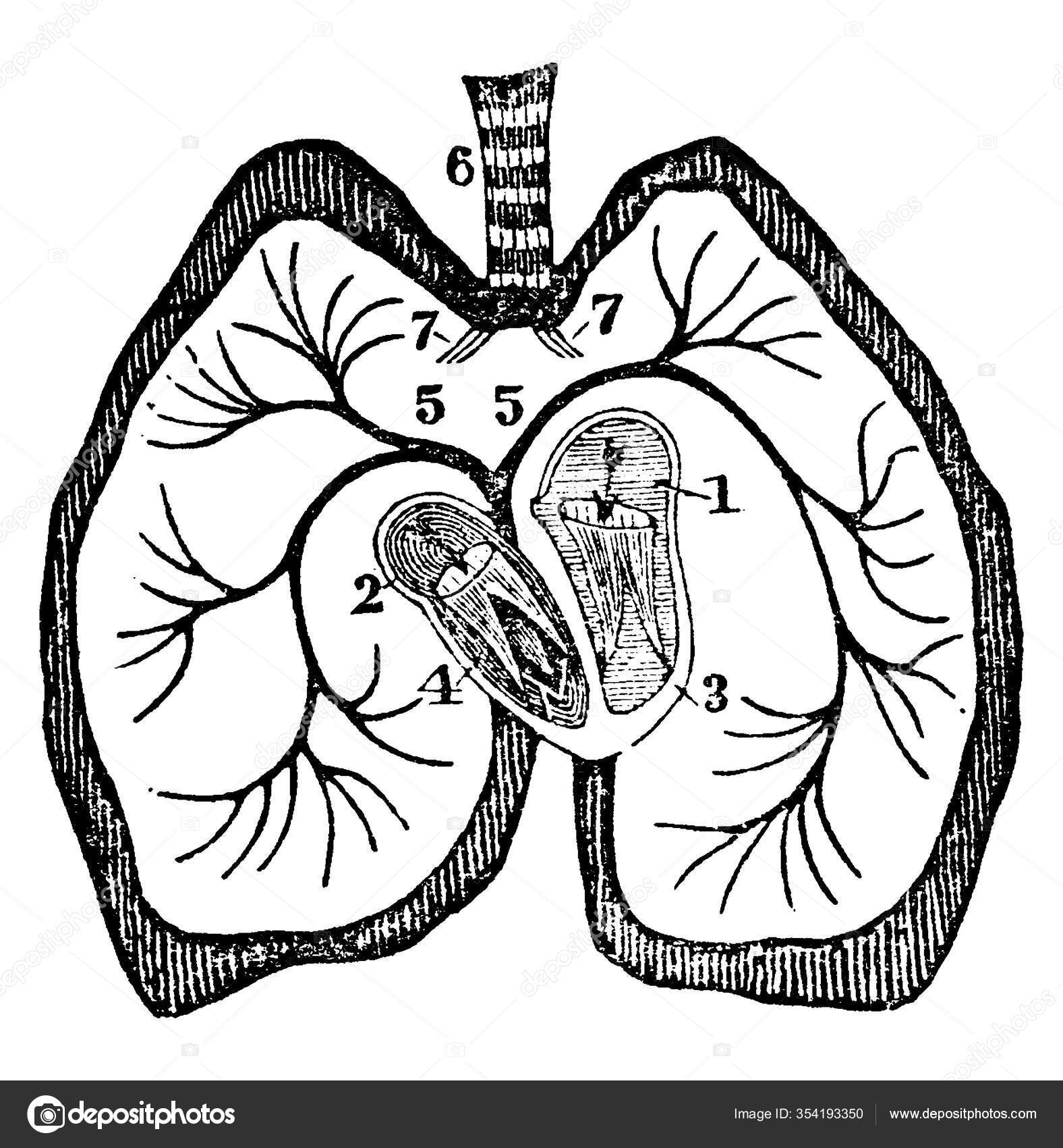 Easy heart diagram with labels