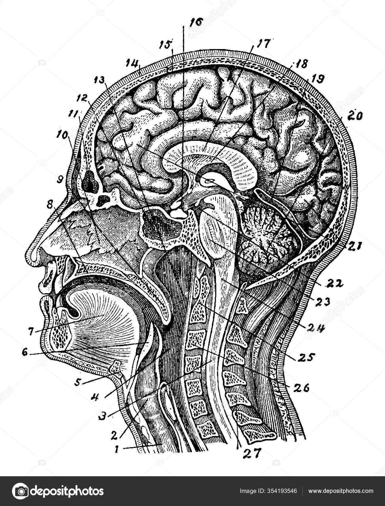 сагиттальный разрез черепа с мозгом. мышцы лица и шеи анатомия атлас. сонная артерия анатомия. мимические мышцы лица анатомия рисунок. мышцы шеи анатомия атлас.