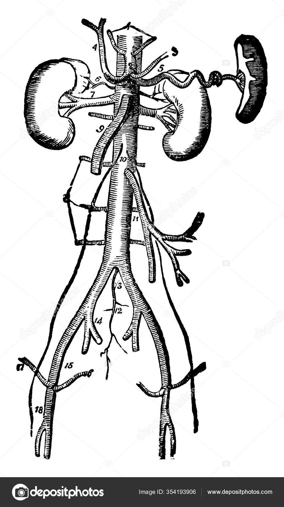 Отображение