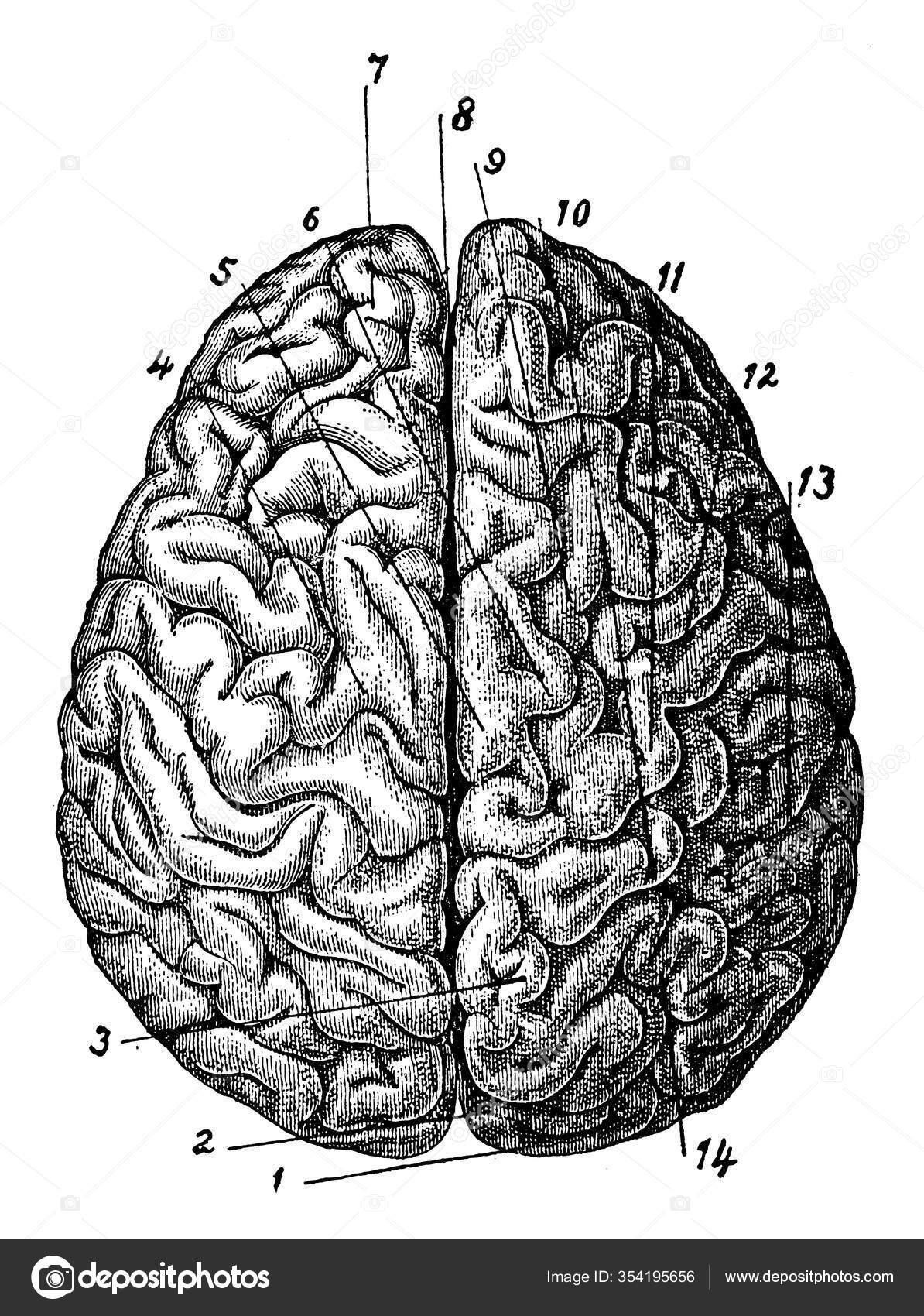 Statistisk skorsten typisk Top View Brain Which Also Consists Different Parts Brain Most Stock  Illustration by ©Morphart #354195656