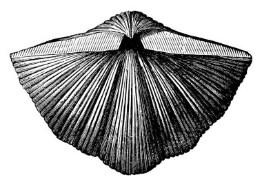 Yarı daire şeklindeki yumuşakçaların bir görüntüsünü gösteriyor ve öne doğru yükseliyor, içinde spirifer yumuşakçaların üç görüntüsünü gösteriyor, eski moda çizimler ya da oymalar 
