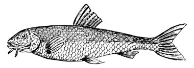 Sazan familyasına ait tatlı su balığı, İngiltere nehirlerinde sıkça rastlanan, üç farklı boyutta balıkları gösteriyor, klasik çizim ya da oyma. 