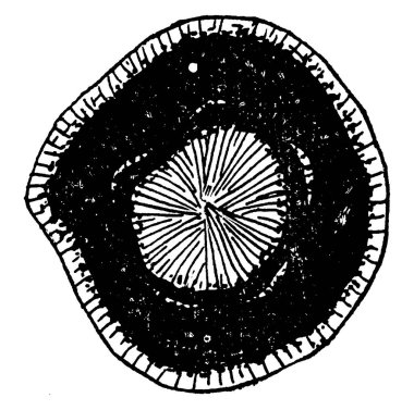 Merkezi kaplayan radyal kütle diabantit, onu çevreleyen opak madde manyetit ya da ilmenit, dış kenar ise agate, vintage çizim ya da gravür..