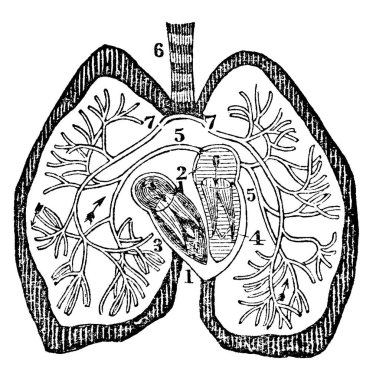 Kalbin diyagramı. Etiketler: 1. Sağ kulakçık; 2, sol kulakçık; 3, sağ karıncık; 4, sol ventrikül; 5, sağ ve sol akciğer damarları; 6, Trachea, klasik çizgi çizimi veya oyma çizimi.