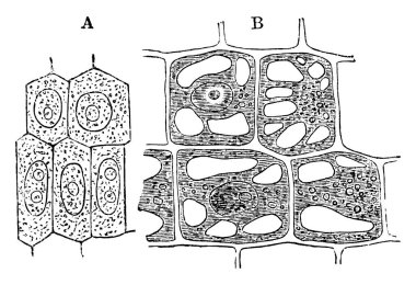 Etiketler: A, hücre boşluğunu gösteren genç bir sebze hücresi; B, selüloz duvarı ve protoplazmanın vakumlanması, vintage çizgi çizimi veya kabartma resimleme gösteren aynı bitkiden eski bir hücre..