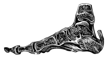 Ayak kemikleri ve bağları aracılığıyla bölümün tipik bir temsili. Eklemlerin kısımları iyi gösterilmiş, klasik çizim ya da gravür çizimi.