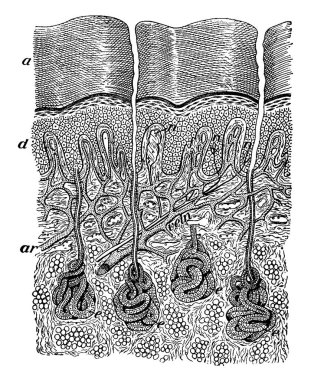 İnsan vücudunun farklı deri katmanlarını gösteren deri parçalarının bir görüntüsü. Her üç görüntüde de de deri sözleri, klasik çizimler ya da oymalar var. 