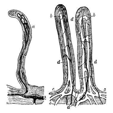 İnce bağırsağın Villi 'si; yaklaşık 80 metre çapında büyütülmüş, klasik çizim ya da oyma. 
