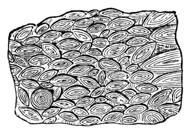 Nummulite kireç taşı, büyük mercekli fosil, sayısız bobini var, septaya bölünmüş ve sert kabuklara, vintage çizimlere ya da resimlere sahip..