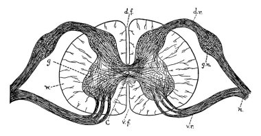Omuriliğin omurilik köklerinden geçen bir kesitin diyagramı. c, merkez kanal; d.F., dorsal çatlak; ve etiketli diğer parçalar, vintage çizgi çizimi veya gravür illüstrasyonu.