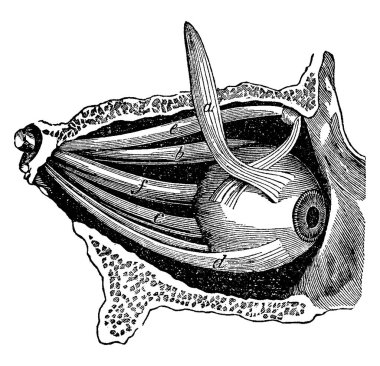 Side view of the muscles of the eye in their natural positions. Labels: a, b, c, d, the four straight muscles; e, the superior oblique muscle; and other, vintage line drawing or engraving illustration. clipart