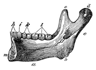 Alt çenenin yarısı. Etiketler: a, taban; b, açı; c, ramus; d, condyle; e, koronaid süreci; h, iki kesici diş; ve diğer, vintage çizgi çizimi veya resimleme.