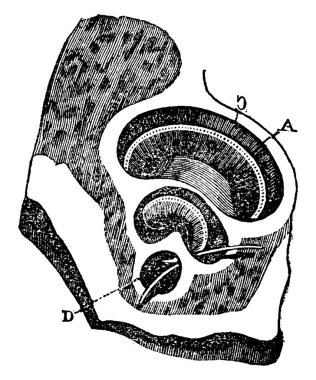 Boyun ve karın arasında bir memelinin vücudunun parçası. Burada gösterilen göğüs kafesi; a, göğüs kafesi; b, b, b, omurga; c, c, kaburgalar, klasik çizgi çizimi veya kabartma çizimi.