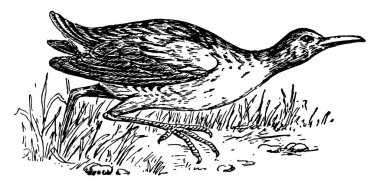  Kuş sürüsü coots ve gallinules ile ilgili, demiryolu kuşunu üç farklı resimde gösteriyor, vintage çizgi çizimi veya oyma 