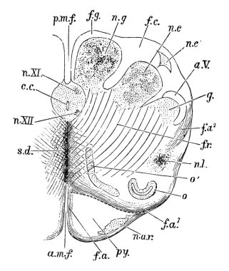 Üstün piramit çöküşünün olduğu bölgede medulla oblongatanın ön ya da sırt kısmı. AM., anterior median fissure; ve diğer, vintage çizim veya oyma illüstrasyon