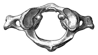 Atlas figürü, omurganın en üst omurgası, klasik çizim ya da gravür çizimi..
