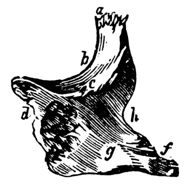 Malar kemik ya da yanak kemiği, yüzün her iki tarafında, gözün altında, klasik çizgi çizimi ya da oyma çizimi olan bir kemiktir..