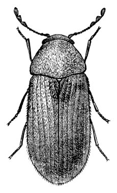 Eczane böceğinin yetişkininin antenleri 3 segmentli kulüplerde sonlanır ve oyuklar elytra boyunca boylamsal olarak akar, klasik çizgi çizimi veya oyma çizimi.