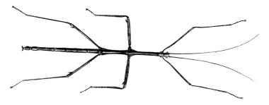 Figure of stick insect also known as walking stick of the order Phasmatodea, it looks like a twig on a branch, vintage line drawing or engraving illustration. clipart
