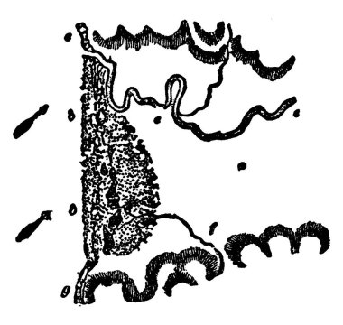 Kum tepesi, rüzgarın esintisiyle gelişen gevşek kum tepesidir. Burada, toprak drenajını, klasik çizgi çizimini ya da kabartma resimlerini etkileyen kum tepecikleri görülüyor..