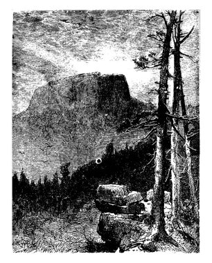 Table Dağı, Cape Town, Güney Afrika. Çam ağaçlarıyla çevrili düz tepeli dağ ormanları, klasik çizimler ya da gravür resimleriyle.