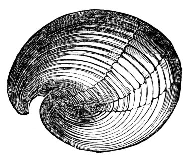 Pentamerus Knightii, iki boylamasına paralel septa ve bir başka boylamsal septum tarafından gagasına, vintage çizimine ya da oyma çizimine doğru çatallanan bir başka valf tarafından dahili olarak bölünür..