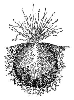 A typical representation of the transverse section of conceptacle of a rockweed (Fucus platycarpus), parts, h, hairs; a, antheridia; o, oogonia, vintage line drawing or engraving illustration.
