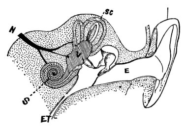 Labels: E, external canal; M, in the middle ear; V, vestibule; SC, semi-circular canals; N, auditory nerve; S, cochlea; ET, Eustachian tube, vintage line drawing or engraving illustration.