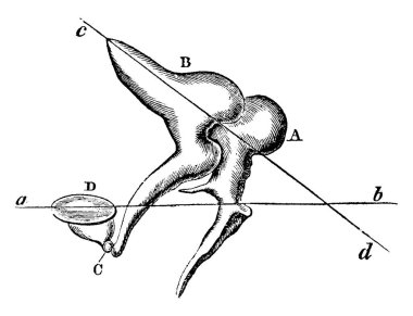 Bölgenin kemikleri varilde birbirleriyle bağlantılıdır ve timpanum zarının titreşimlerini iç kulağa, vintage çizgi çizimine ya da kabartma çizimine iletir..