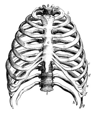 Represents the thorax, with the parts labelled: a, the sternum; b to c, the true ribs; d to h, the false ribs; g, h, the floating ribs; and other, vintage line drawing or engraving illustration.